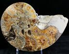 Rare Argonauticeras Ammonite - Amber Colored Crystals #23358-2